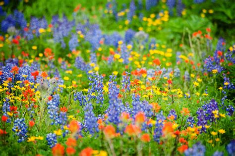 The Differences In Perennials And Wildflowers Wild Flowers Flower