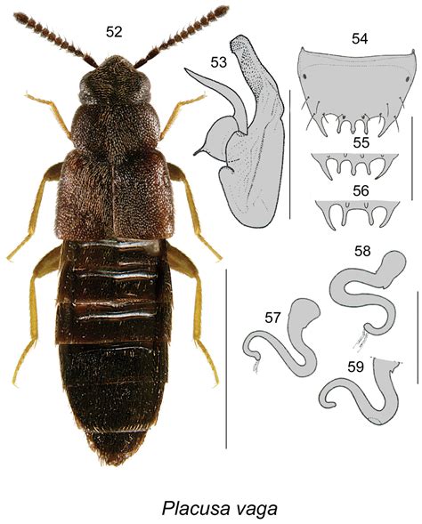 A New Species Of Anomognathus And New Canadian And Provincial Records