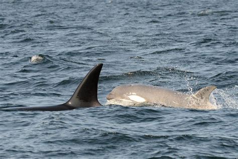 Rare White Young Killer Whale Swimming Off The British