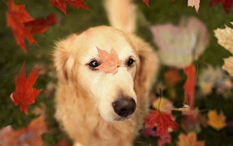 Fall Dogs Cute Animal Autumn Hd Wallpaper Pxfuel