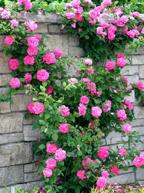 Rose Cultivation Information Guide Asia Farming