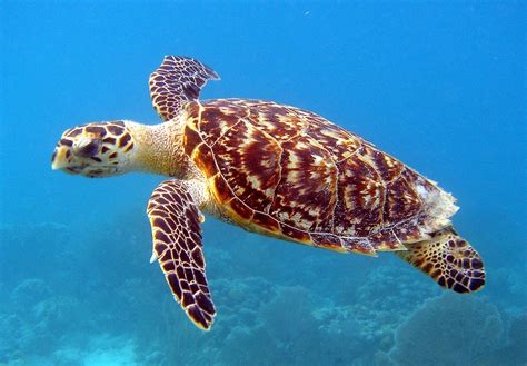 The Hawksbill Turtles Red Sea The Wildlife