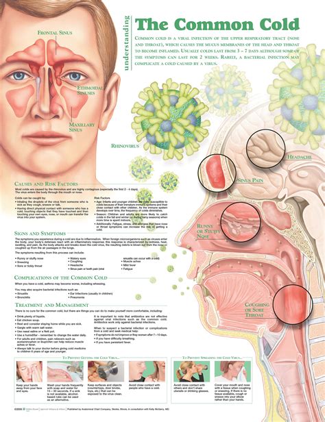 Cold Chart Understanding The Common Cold