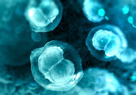 In Focus Embryonic Stem Cells Regmednet