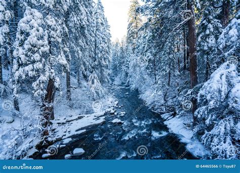 Snowy Creek Stock Photo Image Of Trees Taking Creek 64465566