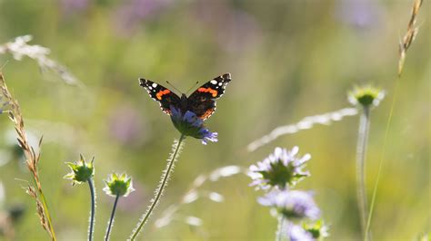 Sir David Attenborough Watching Butterflies Offers ‘precious Breathing