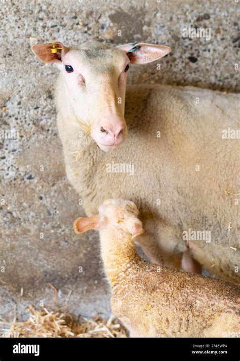 A Lamb Immediately After Birth With Its Mother Sheep Stock Photo Alamy