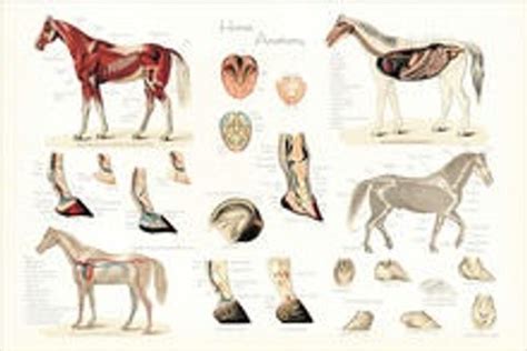 Horse Vascular Anatomy Poste Clinical Charts And Supplies