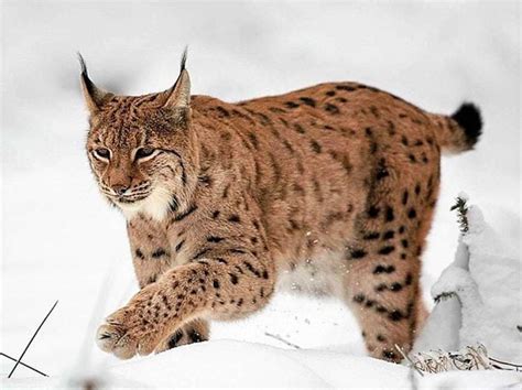 Description Of The Eurasian Lynx Full And Illustrated Advocating