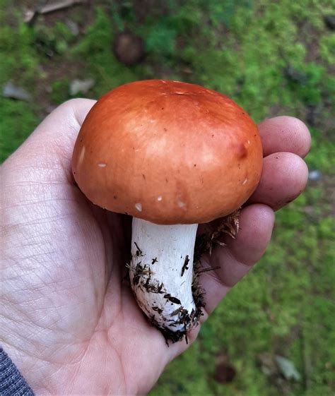 Mushroom Links And Free Information Mushroom Appreciation