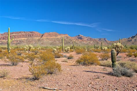 Biomas Terrestres Desierto Los Bosques Images