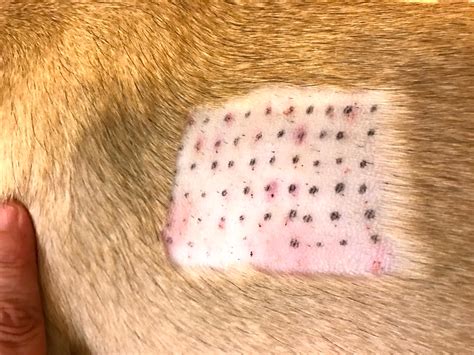 Allergy Shots For Dogs How I Made Them The Best Thing Ever