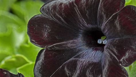 11 jenis tanaman bunga gantung tahan panas paling cantik dan unik. Bunga-bunga Unik Paling Mahal Sedunia yang Pernah Dijual