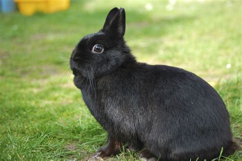The Netherland Dwarf Rabbit Is A Dwarf Variant That Originated In The