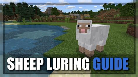 11 2023 20 What Attracts Sheep In Minecraft Full Guide
