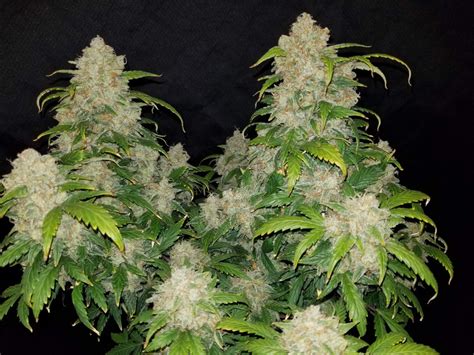 Fast Buds Zkittlez Auto Feminizovaná Autoflowering Seedbankcz