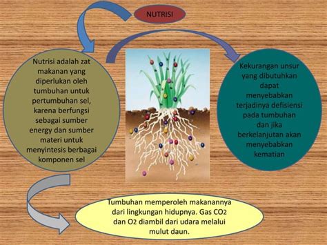 Faktor Faktor Yang Mempengaruhi Pertumbuhan Dan Perkembangan Tumbuhan Ppt