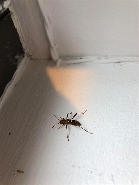What Is This Tiny Flying Bug Birmingham Uk Rwhatsthisbug