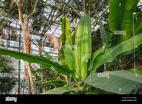 Bananas and palm trees grow in a greenhouse with tropical plants