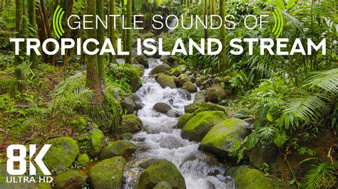 8 Hours Calming Sounds Of A Forest Stream And Bird Songs 8k Tropical