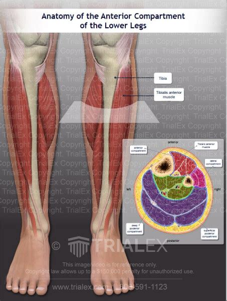 Anatomy Of The Anterior Compartment Of The Lower Legs Trial Exh
