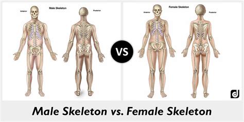 Difference Between Male Skeleton Vs Female Skeleton