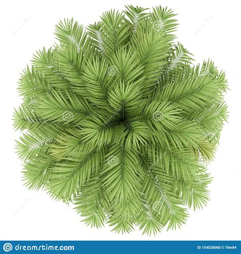 Coconut Palm Tree Isolated On White Top View Stock Illustration