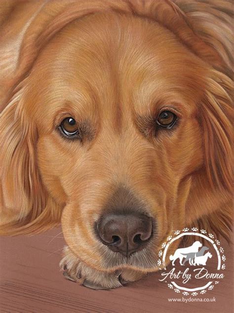 Portrait Of Golden Retriever Dog Drawn By Uk Pet Portrait Artist Dog