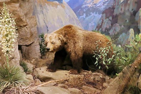 California Grizzly Bears Are Extinct But Some Want To Reintroduce Their