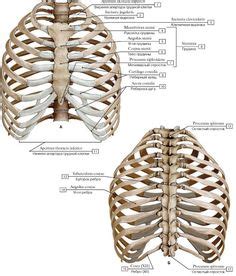 Muscles of thorax, upper extremities, back and diaphragm are given connection by this twelve pairs of ribs are attached to the thoracic vertebrae. Rib Cage Anatomy | Human Rib Cage Info and Pictures ...