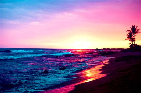 Free Download Hazy Sunset Beach Tree Purple Sunset Pink Sea