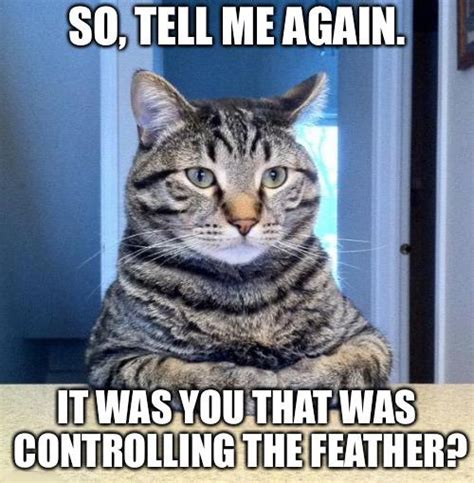 Cat Memes 2019 60 Cat Memes To Inspire You To Take A Photo Of Your
