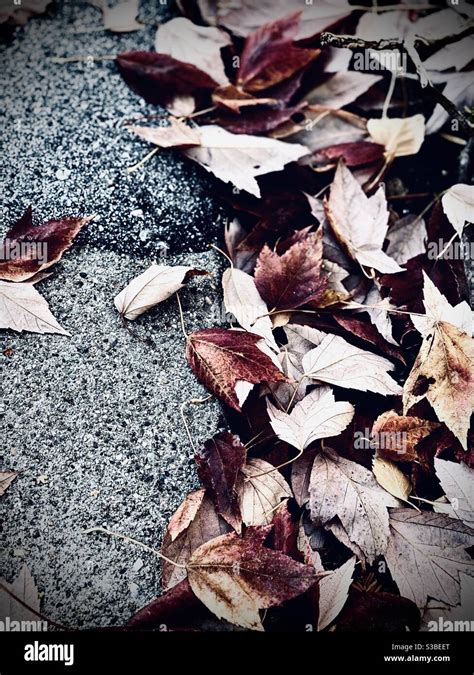 Autumn Leaves Fallen On An Asphalt Rode Stock Photo Alamy