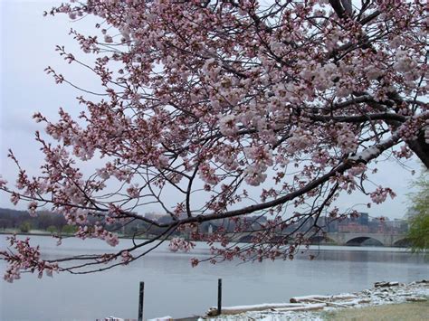 Cherry Blossoms Survive The Return Of Winter