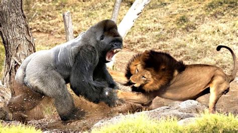 Today we will compare lion and gorilla with stars. Classic fight Lion , gorilla attack | Gorilla vs lion ...