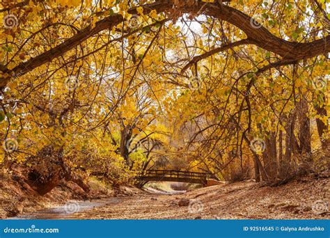 Bridge In Autumn Forest Stock Image Image Of Environment 92516545
