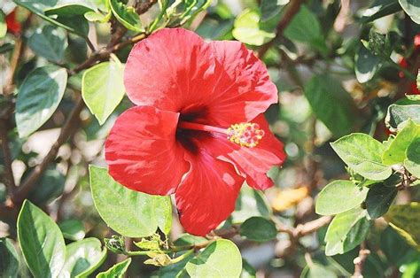 Para Qu Sirve La Flor De Jamaica Usos Medicinales De La Flor De Jamaica