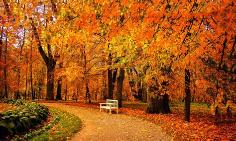 Autumn Forest Wall Mural In Nature Wallpaper