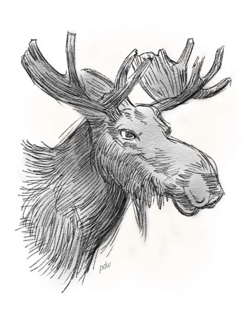 Another Moose Sketch Moose Artwork Moose Sketch Moose