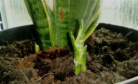 Be respectful of other users at all times. Snakeplant pups (With images) | Snake plant