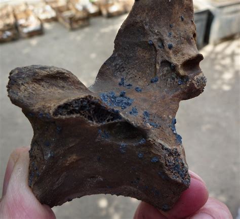 This Strange Mineral Grows On Dead Bodies And Turns Them Blue