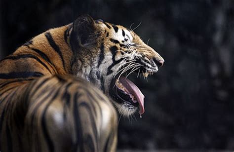 The tiger (panthera tigris) is the largest living member of the cat family, the felidae. What Do Tigers Eat | Tigers Diet