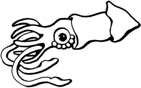 Squid Coloring Page & coloring book. Find your favorite.