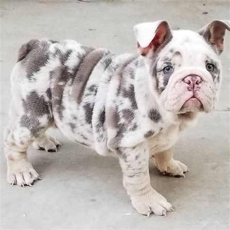 Blue merle, double merle fawn, white black merle pomeranian pom puppy dogs #scenthound #dogs #puppy #dog #puppies #hunting. Französische Bulldogge Blue Merle Pied