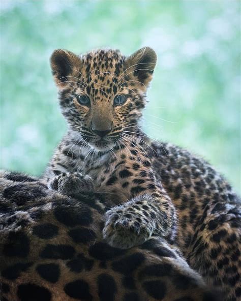 Cute Baby Leopard 🐆 Photo By Adamstastnyy Wildgeography Gorgeous