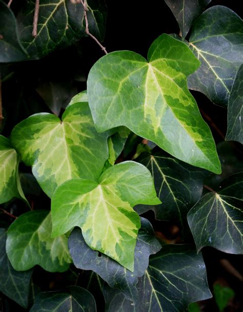 Ivy Leaves Free Stock Photo Public Domain Pictures