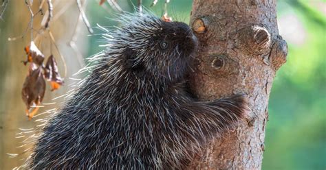 Two North American Porcupines On Exhibit At The National