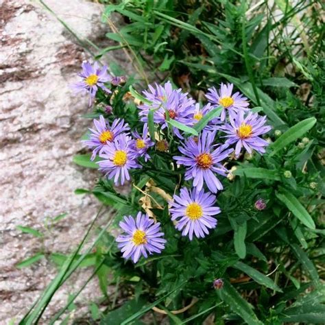 We did not find results for: Scatter seeds of native perennial plants now for blooms ...