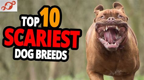 Scary Dogs Top 10 Scariest Dog Breeds In The World Pitbull Animal
