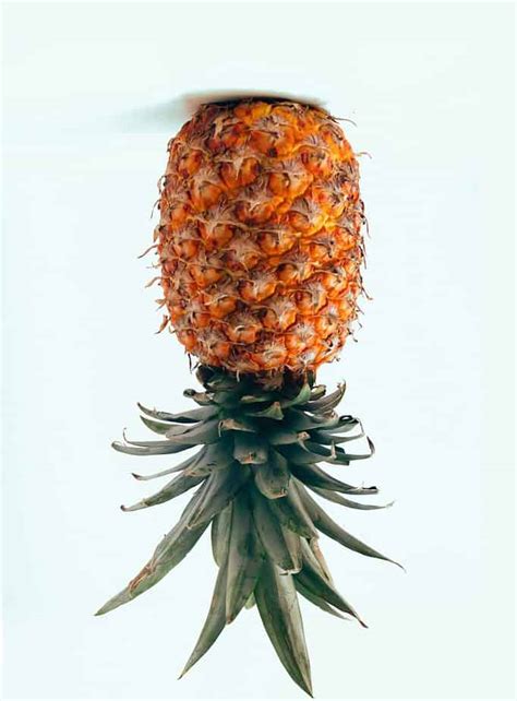 Upside Down Pineapple A Symbol For Swingers In The Colonies